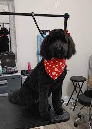 Pet grooming is a very specialized service and business, because all pets and breeds have unique temperaments and needs. All Pets Grooming Salon On Our First Day At The Oakleaf Location We Got This Labradoodle Her Name Is Rose We Are Very Lucky To Have Two Master Doodle Groomers Stephanie