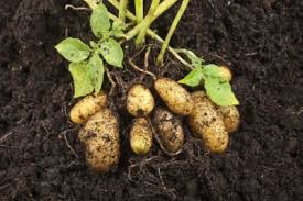 When growing potatoes in the ground, plant earlies and salad types in march, 12cm deep and 30cm. Potatoes For Zone 9 How To Care For Zone 9 Potatoes In The Garden