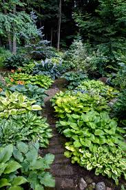 Blue Plantain Lily Hosta Ventricosta 100 Seeds Usa Company – R&B  Floridaseeds