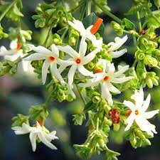 A special evening with your loved ones under a starry sky, while the candles illuminate the terrace with a warm light. Buy Parijat Tree Parijatak Night Flowering Jasmine Plant Online From Nurserylive At Lowest Price