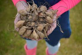 Moisten the soil thoroughly with water. Blog How Do I Plant Dahlias