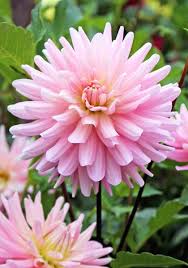 Miss Rose Fletcher Dahlia 1948 4 5 Inch Blooms 4 Ft Plant Oldhousegardens Com Dahlia Bird Garden Lavender Roses