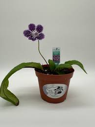 Image result for Streptocarpus leptopus