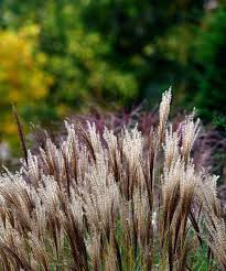 Image result for Miscanthus violaceus