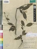 Image result for Rinorea angustifolia