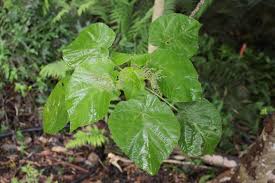 Image result for Urera