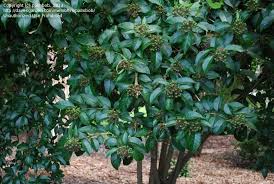 Image result for Volkameria glabra