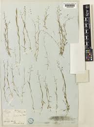 Image result for Coelachne