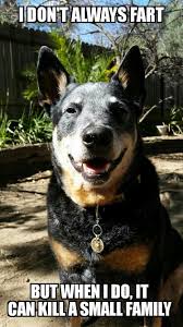 How To Make An Interesting Art Piece Using Tree Branches Ehow Cattle Dogs Rule Aussie Cattle Dog Austrailian Cattle Dog