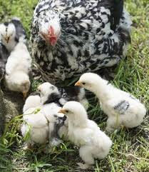 Poule De Gournay Particularites Et Prix De La Poule De Gournay Poule Poussins Animaux