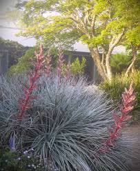 Image result for Indigofera roseo-caerulea