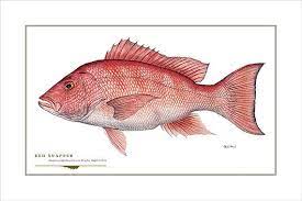 Red Snapper Open Edition Print By Flick Ford Saltwater Food Etsy Fish Art Fish Drawings Art