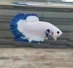 Blue Rim Marble Betta Fish Fish Pet Betta