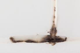 Find great deals on ebay for silicone molding rubber. How To Remove Toxic Mold In Your Home Hunker Mold In Shower Clean Black Mold Cleaning Hacks