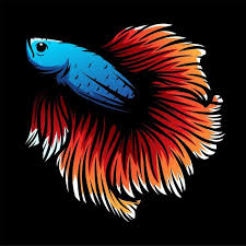 Betta Fish Background Colorful Di 2020 Betta Ikan Cupang Binatang