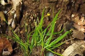 Image result for Xyris congensis