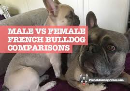 The french bulldog should be on the short list of breeds for anyone who lives without a vast tract of suburban backyard. Male Vs Female Frenchies Who Makes A Better Pet Differences