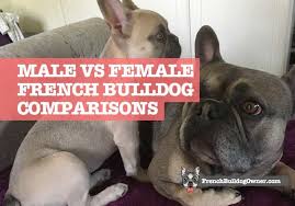 Fan page for frenchie enthusiasts who own, love, want, or admire frenchies. Male Vs Female Frenchies Who Makes A Better Pet Differences