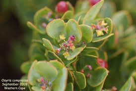 Image result for Osyris compressa