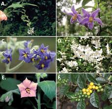 Image result for Solanum terminale