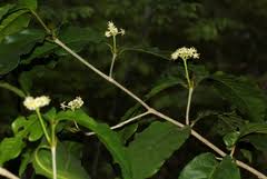 Image result for Lasiodiscus pervillei