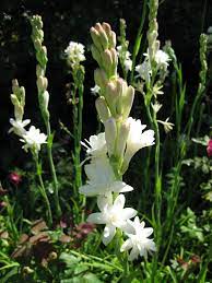 Tuberose Polianthes Tuberosa Fragrant Flowers Plants Showy Flowers