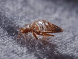 Welcome to mosquito joe of macon. Terminix Pest Control In Macon Georgia 478 772 3844
