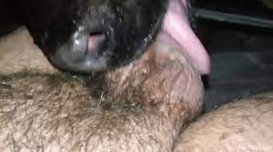 Man loves his dog licking and sucking his erect cock
