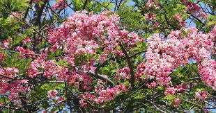 These flowers can grow in the hot indian summers too. Tips From A Gardening Expert On How To Protect Your Indian Home Against Noise With Trees