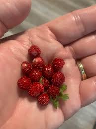 Image result for Wild Strawberry 1990 Tracer