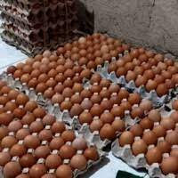 Ketersediaan peternak atau produsen telur ayam khususnya telur ayam negeri di jogja memang sudah sangat melimpah. Jual Beli Telur Dapatkan Harga Telur Termurah Langsung Dari Petani Agromaret Agromaret