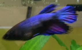 Betta Making Bubbles Vang Bettas