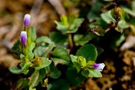 Image result for Lindernia conferta