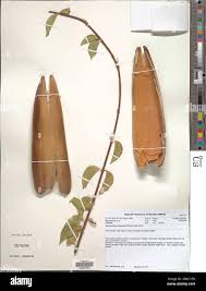 Image result for Strophanthus amboensis