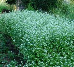 Image result for Fagopyrum esculentum