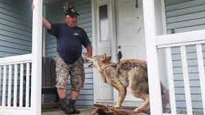 Never feed or attempt to tame a coyote. Aggressive Coyote Problem Has Gone On Too Long Hunter Says Cbc News