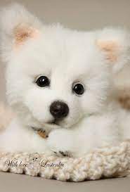 Pin On Cute Animals