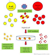 Monoclonal Antibody Production Concept Diagram For Easy