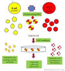 monoclonal antibody production concept diagram for easy