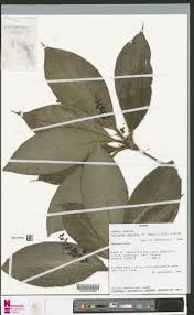 Image result for Palisota ambigua