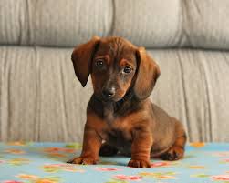 It is not ranked within the top 1000 names. Cutest Dachshund Photos Popsugar Pets