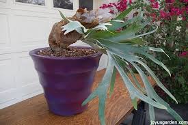 7 connect the plant to the basket with twist. How I Potted My Staghorn Fern To Grow In The Desert