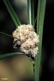 Image result for Hypolytrum