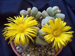 Image result for Nananthus vittatus
