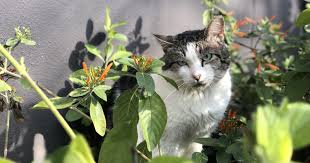 By adopting an animal you're helping to make room for more dogs and cats who need a. American Pets Alive What To Do When You Find A Cat And The Shelter Is Closed