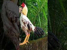 Ayam Aseel X Bangkok Youtube