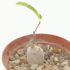 Image result for Raphionacme procumbens