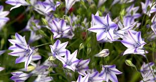 Image result for Tridactyle filifolia