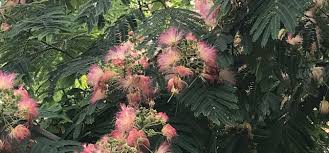We did not find results for: What Are Those Fuzzy Pink Things How To Harvest And Use Mimosa Tree Flowers Natural History Society Of Maryland