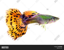 These fishes are very friendly in nature so. Guppy Fish Isolated On Image Photo Free Trial Bigstock